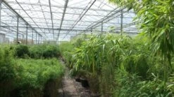 Niet Woekerende Bamboe (Fargesia Murieliae 'Jumbo') -Garden Plants Series Store bamboe 1 1