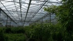 Niet Woekerende Bamboe (Fargesia 'Jiuzhaigou') 28 Niet Woekerende Bamboe (Fargesia 'Jiuzhaigou') -Garden Plants Series Store bamboe 2