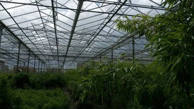 Niet Woekerende Bamboe (Fargesia 'Jiuzhaigou') 12 Niet Woekerende Bamboe (Fargesia 'Jiuzhaigou') - Image 10