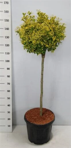 Kardinaalshoed Op Stam (Euonymus Japonicus 'Aureus') -Garden Plants Series Store bc88a2ba3e99a73a1f95554f396bcc6d 2