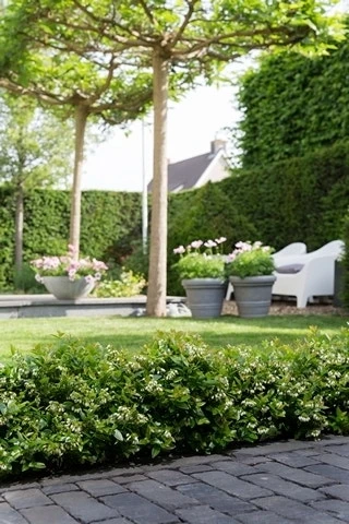 BerryBux Blauwe Bes (Vaccinium Angustifolium ’BerryBux') 7 BerryBux Blauwe Bes (Vaccinium Angustifolium ’BerryBux') - Image 5