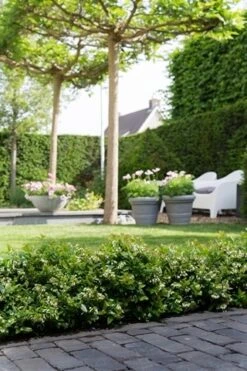 BerryBux Blauwe Bes (Vaccinium Angustifolium ’BerryBux') -Garden Plants Series Store berrybux heg bloei hr 4095