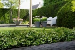 BerryBux Blauwe Bes (Vaccinium Angustifolium ’BerryBux') 10 BerryBux Blauwe Bes (Vaccinium Angustifolium ’BerryBux') -Garden Plants Series Store berrybux heg bloei hr 4057 1