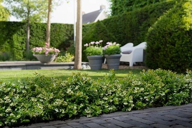 BerryBux Blauwe Bes (Vaccinium Angustifolium ’BerryBux') 6 BerryBux Blauwe Bes (Vaccinium Angustifolium ’BerryBux') - Image 4