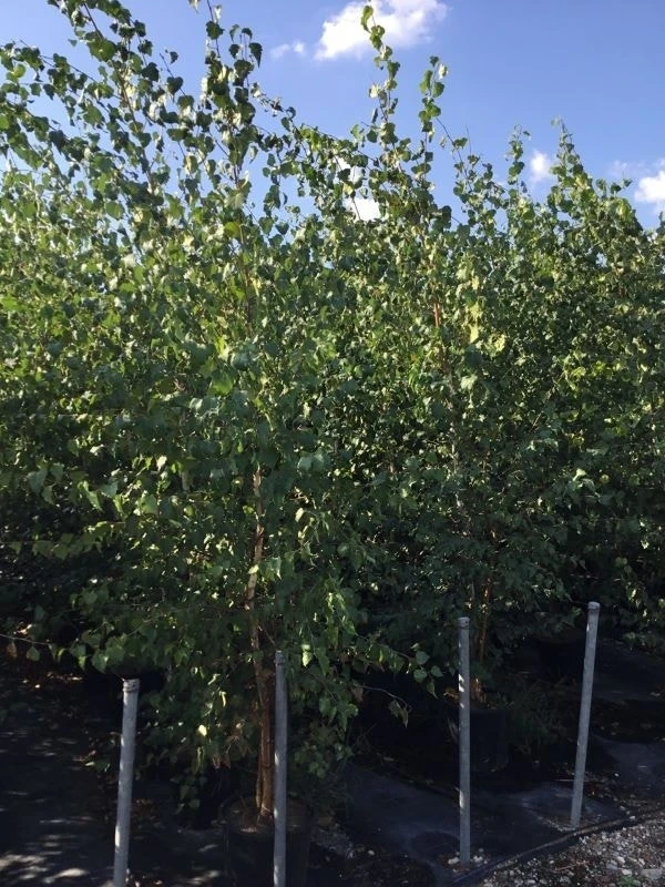 Meerstammige Berk (Betula Pendula) 4 Meerstammige Berk (Betula Pendula) - Image 2