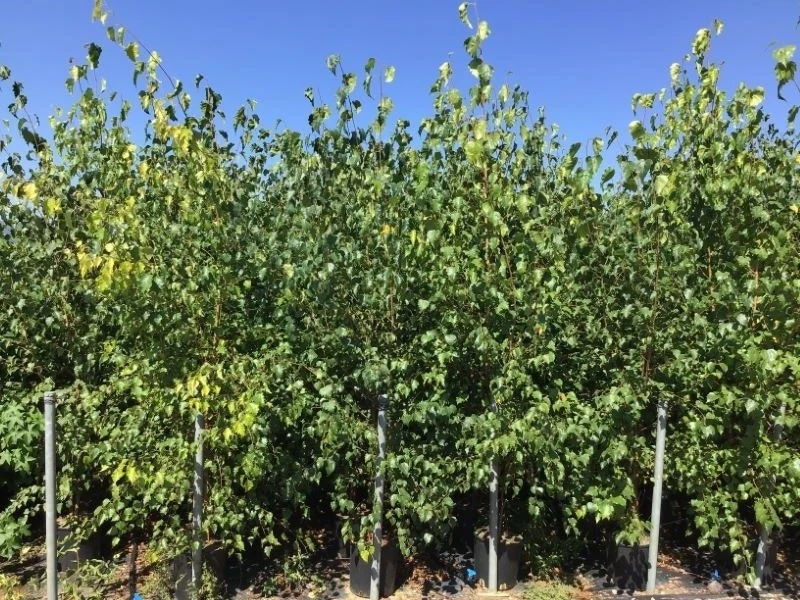 Meerstammige Berk (Betula Pendula) 5 Meerstammige Berk (Betula Pendula) - Image 3