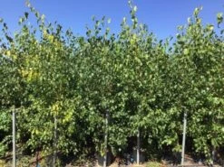 Meerstammige Berk (Betula Pendula) -Garden Plants Series Store betula pendula 200 250cm meerstammig 2