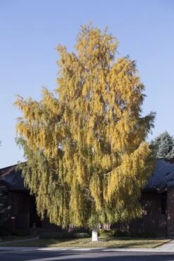 Berk (Betula Pendula 'Laciniata')