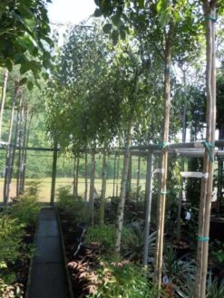 Prieelberk (Betula Pendula 'Youngii') -Garden Plants Series Store betula pendula youngii 14 16ho cont 1