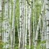 Ruwe Berk (Betula Pendula) -Garden Plants Series Store birch vertical 3