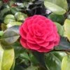 Camelia Als Leivorm (Camellia Japonica 'Black Lace') -Garden Plants Series Store blacklace