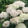 Hortensia (Hydrangea 'BellaRagazza Blanchetta') -Garden Plants Series Store blanchettadwergannabelle 2