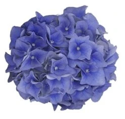 Hortensia Blue Ballad (Hydrangea 'Music Collection') 11 Hortensia Blue Ballad (Hydrangea 'Music Collection') -Garden Plants Series Store blue ballad 2