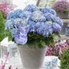 Hortensia Blue Ballad (Hydrangea 'Music Collection') 1 Hortensia Blue Ballad (Hydrangea 'Music Collection') -Garden Plants Series Store blue ballad 4 2