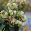 BerryBux Blauwe Bes (Vaccinium Angustifolium ’BerryBux') -Garden Plants Series Store brazelberries bl ten april 2016 50