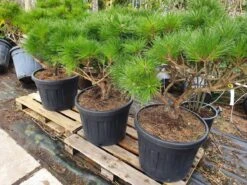 Meerstammige Japanse Pijnboom (Pinus Parviflora 'Brevifolia') -Garden Plants Series Store brevifolia 2