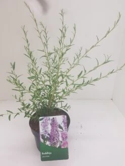 Vlinderstruik (Buddleja Alternifolia) -Garden Plants Series Store budd alternifolia