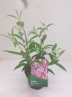 Vlinderstruik (Buddleja Davidii 'Pink Delight') -Garden Plants Series Store budd pink delight