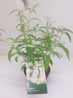 Vlinderstruik (Buddleja Davidii 'White Profusion') -Garden Plants Series Store budd white profusion