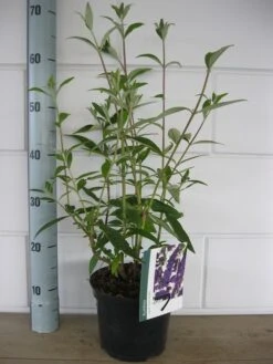 Vlinderstruik (Buddleja Davidii 'Black Knight') -Garden Plants Series Store buddleja black knight c3 10 7 2016 1