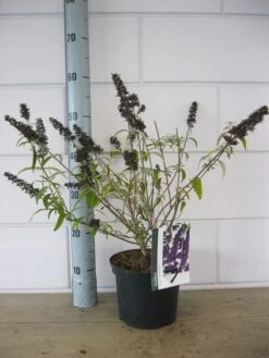 Vlinderstruik (Buddleja Davidii 'Black Knight') 14 Vlinderstruik (Buddleja Davidii 'Black Knight') -Garden Plants Series Store buddleja black knight c3 23 10 2018