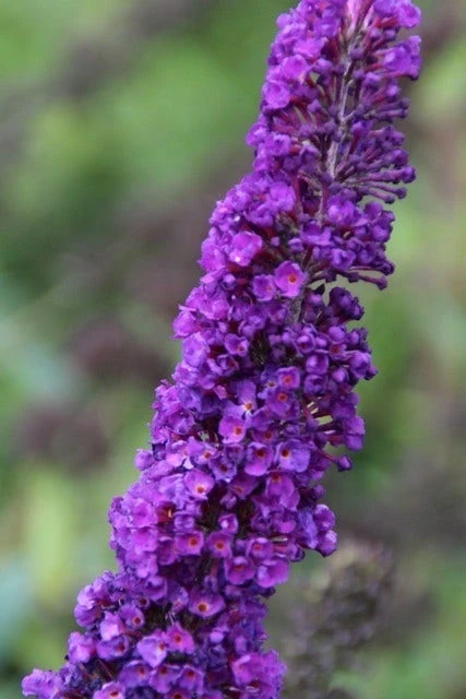 Vlinderstruik (Buddleja Davidii 'Black Knight') 4 Vlinderstruik (Buddleja Davidii 'Black Knight') - Image 2