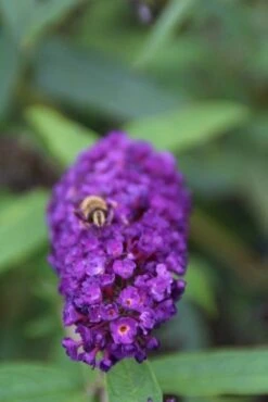 Vlinderstruik (Buddleja Davidii 'Black Knight') -Garden Plants Series Store buddleja davidii black knight 3 1