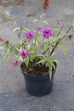 Vlinderstruik (Buddleja Davidii Petite 'Tutti Frutti') -Garden Plants Series Store buddleja davidii petite tutti fruitti 2 3.00 vita nova 1