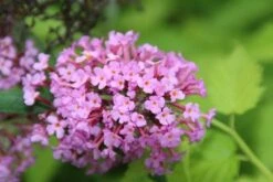 Vlinderstruik (Buddleja Davidii 'Pink Delight') -Garden Plants Series Store buddleja davidii pink delight 4