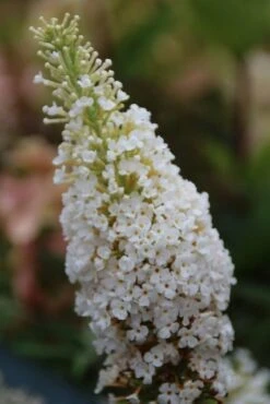 Vlinderstruik (Buddleja Davidii 'White Profusion') -Garden Plants Series Store buddleja davidii white profusion 1