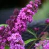 Vlinderstruik (Buddleja Davidii Petite 'Tutti Frutti') -Garden Plants Series Store buddleja free petite tutti fruitti podoras 13 7 1
