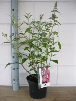 Vlinderstruik (Buddleja Davidii 'Pink Delight') -Garden Plants Series Store buddleja pink delight c3 10 7 2016 1