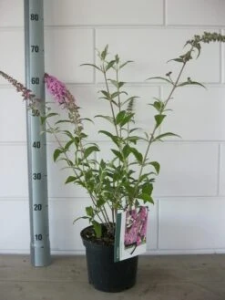 Vlinderstruik (Buddleja Davidii 'Pink Delight') -Garden Plants Series Store buddleja pink delight c3 bloem 19 7 2016 1
