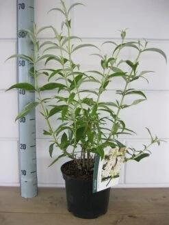 Vlinderstruik (Buddleja Davidii 'White Profusion') -Garden Plants Series Store buddleja white profusion c3 10 7 2016 1