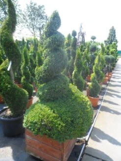 Buxus Als Spiraal (Buxus Sempervirens) -Garden Plants Series Store buxus sempervirens spiraal 150 175 houten bak extra dik