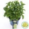 Hortensia 'Caipirinha' (Hydrangea 'Royalty Collection') -Garden Plants Series Store caipirinha 1