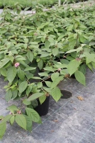 Schoonvrucht (Callicarpa Bodinieri 'Profusion') 6 Schoonvrucht (Callicarpa Bodinieri 'Profusion') - Image 4