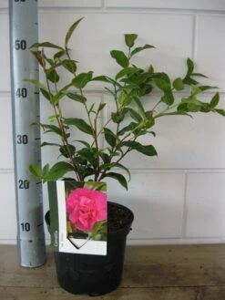 Camelia Als Leivorm (Camellia 'Debbie') -Garden Plants Series Store camelia debbie c3 20 08 2018