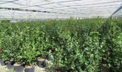 Camelia (Camellia 'Debbie') -Garden Plants Series Store camellia 4