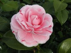 Camelia (Camellia Japonica 'Bonomiana') 8 Camelia (Camellia Japonica 'Bonomiana') -Garden Plants Series Store camellia bonomiana