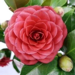 Camellia (Camellia Japonica 'Black Lace') 12 Camellia (Camellia Japonica 'Black Lace') -Garden Plants Series Store camellia jap. black lace p15 premium 1