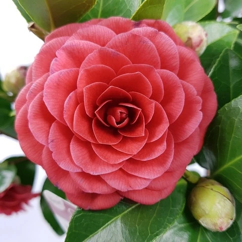Camellia (Camellia Japonica 'Black Lace') 4 Camellia (Camellia Japonica 'Black Lace') - Image 2