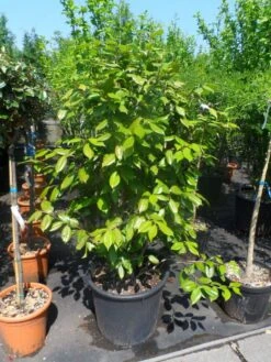 Camelia Als Leivorm (Camellia Japonica) -Garden Plants Series Store camellia japonica 125 150 175 c50