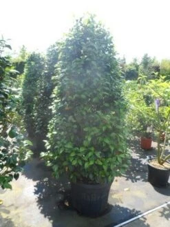 Camelia (Camellia, Rood) -Garden Plants Series Store camellia japonica 175 200 1 1 1