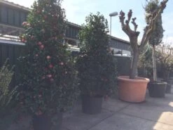 Camelia (Camellia, Rood) -Garden Plants Series Store camellia japonica 200 250 300 extra 1 1 1