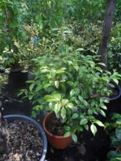 Camelia (Camellia, Rood) -Garden Plants Series Store camellia japonica 60 80 c20 25 1