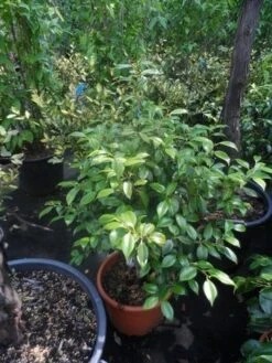 Camelia (Camellia, Rose) -Garden Plants Series Store camellia japonica 60 80 c20 25 1 2 1