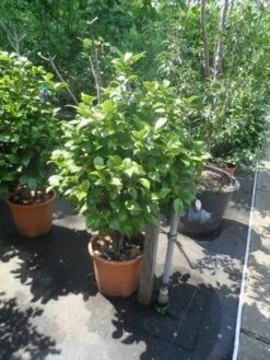 Camelia (Camellia 'Debbie') -Garden Plants Series Store camellia japonica 80 100 1 1