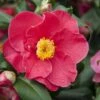 Camelia (Camellia Japonica 'San Dimas') -Garden Plants Series Store camellia japonica red