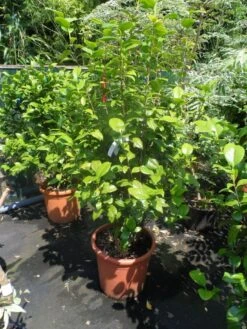 Camelia (Camellia, Rood) -Garden Plants Series Store camellia japonica wit 80 100 125 1